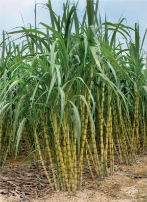 New Crop Fresh Sugar Cane