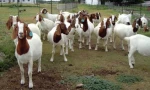 Boer live goat for sale