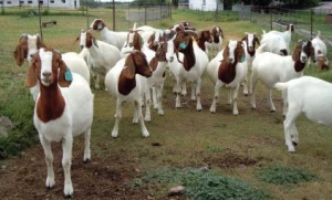 Boer live goat for sale