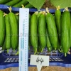 CU03 Hybrid Beit Alfa Cucumber Variety for Greenhouse