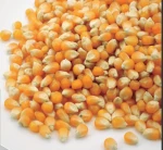 Good Quality Yellow Corn