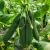 Import CU03 Hybrid Beit Alfa Cucumber Variety for Greenhouse from China