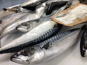 Frozen Atlantic Mackerel Fish For Sale Cheap Prices