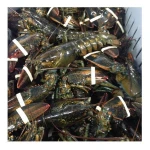 Seafood Fresh and frozen Lobster, LIVE and FRESH LOBSTER