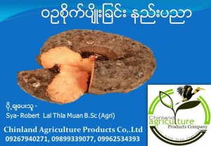 Elepahant Foot Yam, Raw, dried chips, powder, Macadamia, Sacha Inchi, Avocado, Durian