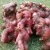 Import Red Ginger from Indonesia