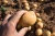 Import Irish Potatoes from Cameroon