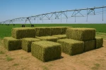 Premium Egyptian Alfalfa Hay – High Protein | Fresh & Sun-Dried | Export Quality