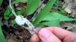Low cost Wild Leeks for trade