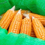 Dried Yellow Corn For Feed Processing Industry Export Yellow Corn With Controlled Moisture 13% Sorted