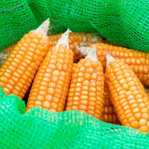 Dried Yellow Corn For Feed Processing Industry Export Yellow Corn With Controlled Moisture 13% Sorted