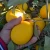 Import Lemon from Uzbekistan