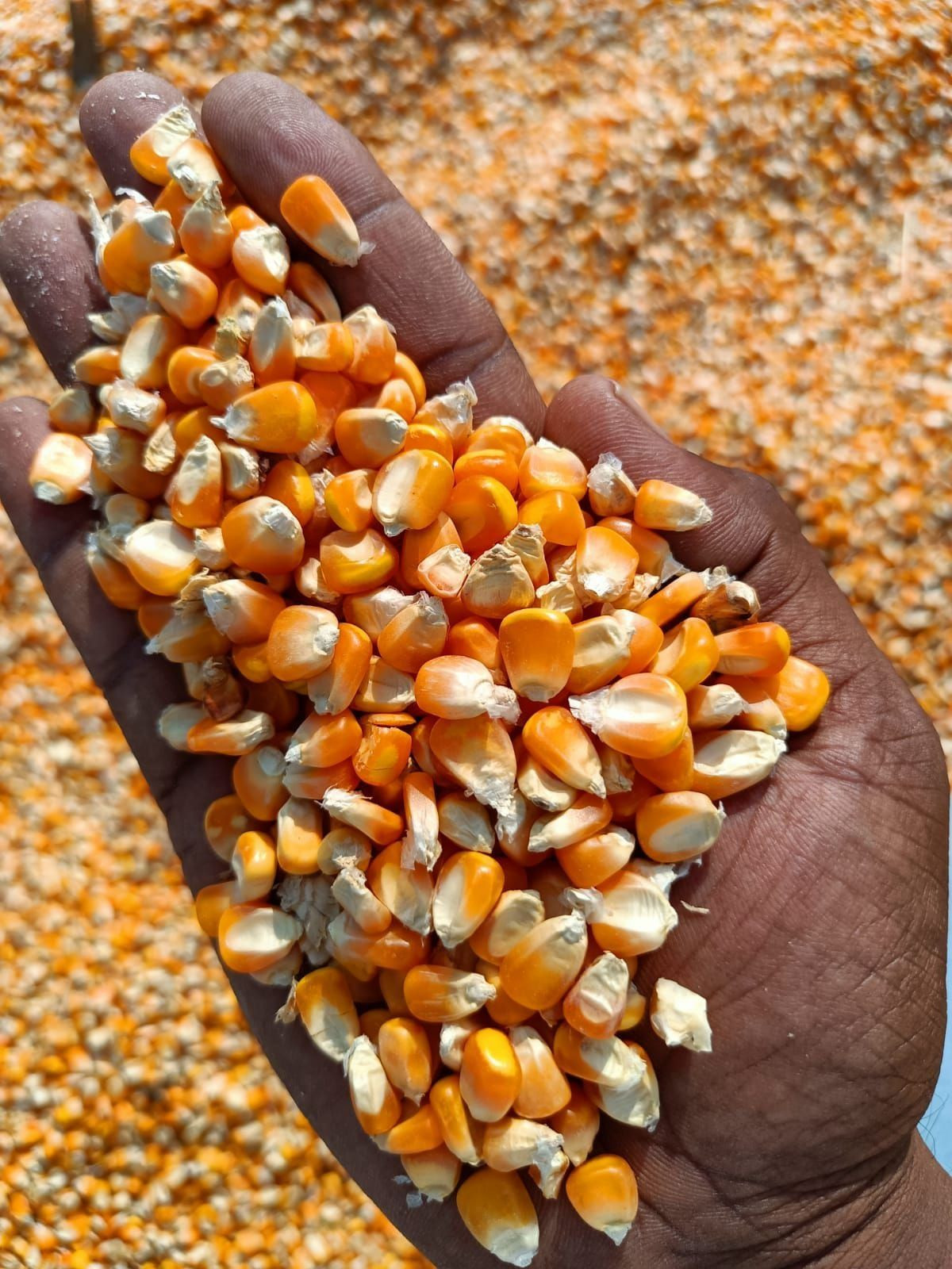 Yellow Rata Buy Best Quality Yellow Corn/maize For Animal Feed/yellow Corn For ...