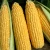 Import Dried Yellow Corn For Feed Processing Industry Export Yellow Corn With Controlled Moisture 13% Sorted from South Africa