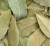 Import natural dried and fresh bay leafs from South Africa
