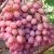 Import Fresh Grapes from Ecuador from Ecuador