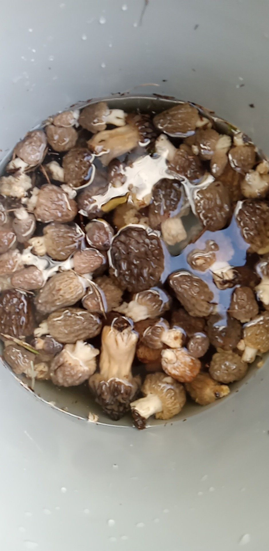 Buy Morels from Shroovin, USA