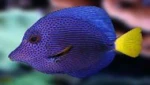 Tang  Purple Fish