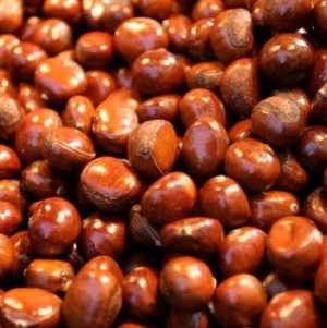 Blanched / Roasted Hazelnuts / Toasted / Hazelnut kernels Inshell / Organic Hazel Nuts