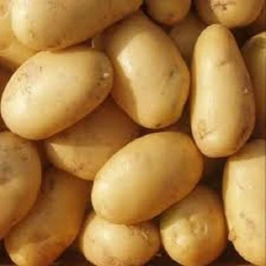 New crop farm fresh yellow potatoes/fresh russet potato