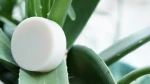 ALOE VERA HANDMADE SOAP