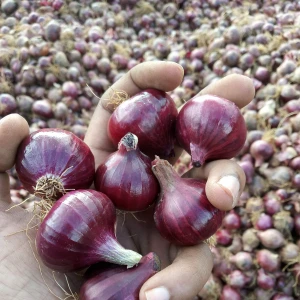 Bangalore Rose onion