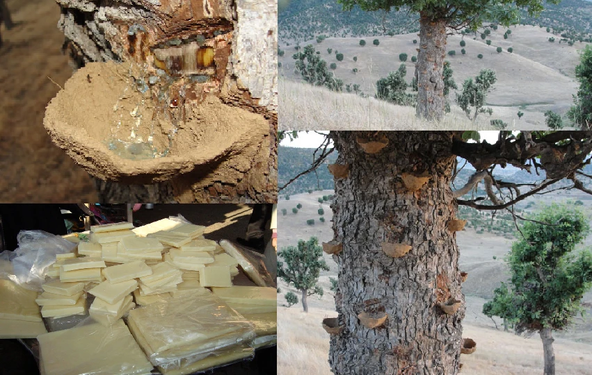 Buy Saghez Gum, Natural Extraction Of Pistacia Atlantica, Natural