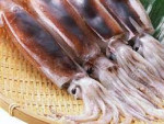 Dosidicus gigas Illex Fish