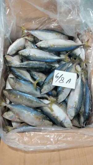 Indian Mackerel Fish