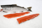 High quality Salmon Fillet