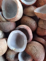 Coconut Copra