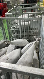 Seafrozen Tuna Whole Round
