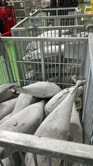 Seafrozen Tuna Whole Round