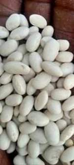 Dry White Beans (White Kidney Beans) – Export Grade | Sudan Origin | FOB Port Sudan