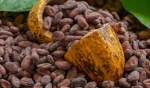 cocoa