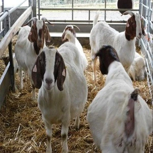 100% Full Blood Boer Goats Live Sheep Cattle Lambs Saanen goat and Cows for sale