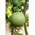 Import 100% Maturity Pomelo Green Type Fresh Fruit Organic Size 15cm From Vietnam from Vietnam