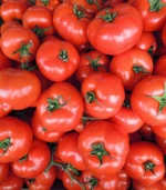 1st Grade and Premium Grade Fresh Red Farm Harvested Tomatoes