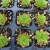 Import 2-piece large plastic nursery tray Seeding Starter Trays Plant Seeds Propagation Nursery &amp;Tray &amp; lid from China