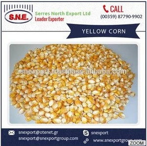 2016 New Arrival Fresh Yellow Corn Supplier/Manufacturer/Distributor