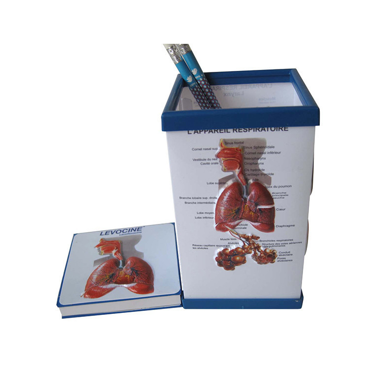 Buy 3d Educational Medical Teaching Human Lung Anatomy Wall Charts 3d ...