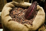A Grade Quality Dried Cocoa Beans