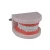 Import Advanced Dental Plastic Teeth Model for Medical Teaching Use, Medical Science Dental Model from China
