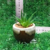Beautiful Small Artificial Bonsai for Living Romm Decoration Potted in Ceramic Pot