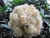 Import Best Selling Durable 15d x 51mm polyester fiber with hcs from China