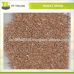 Bulk Supplier of Wheat Grain/Ukraine Wheat Available at Low Price