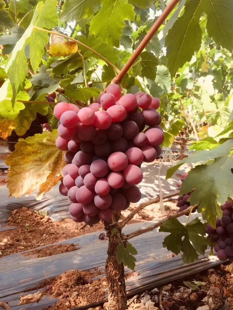 buy fresh grape in paper bag import red grape export