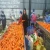 Import Carrot hight quality/ fresh carrot/ cheap price from Vietnam