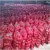 Import China wholesale onion hot sale from China