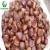Import Chinese Shandong cheap organic chestnuts fresh sweet chestnut from China